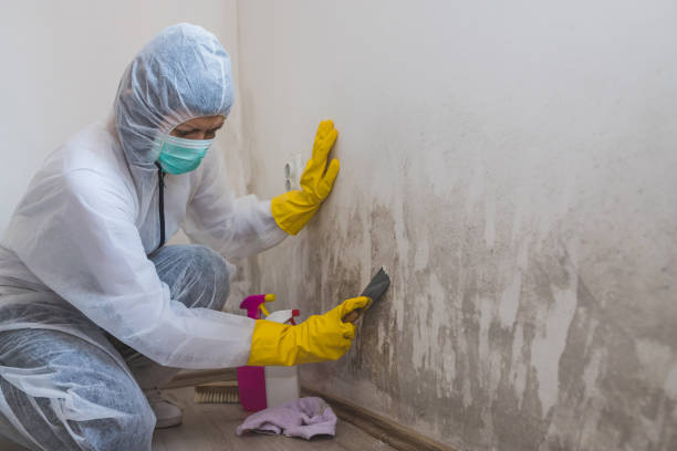 Mold Removal Process in Northgate, OH