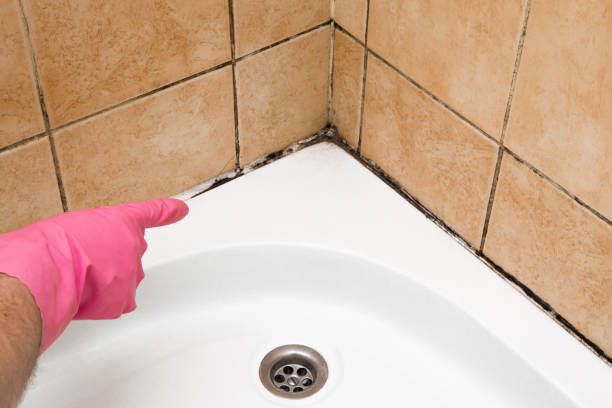 Best Attic Mold Removal  in Northgate, OH